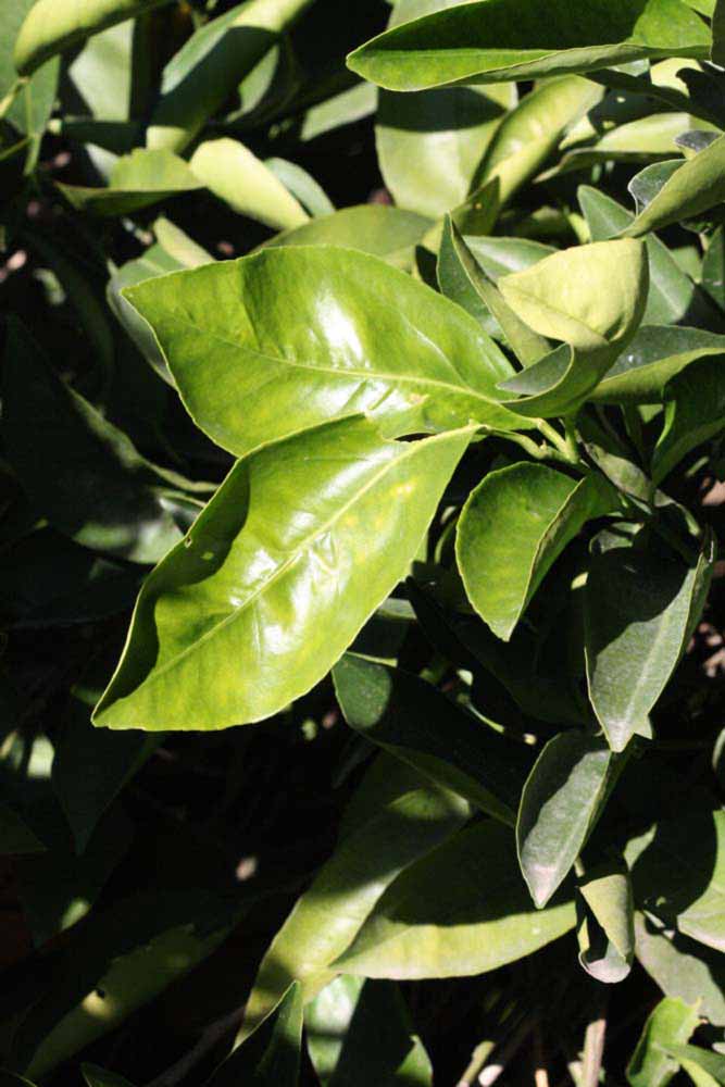            Sun leaves (Riverside, CA)   